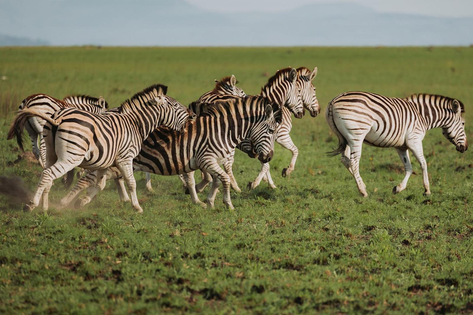 Nambiti Plains Lodge Ladysmith Eksteriør bilde
