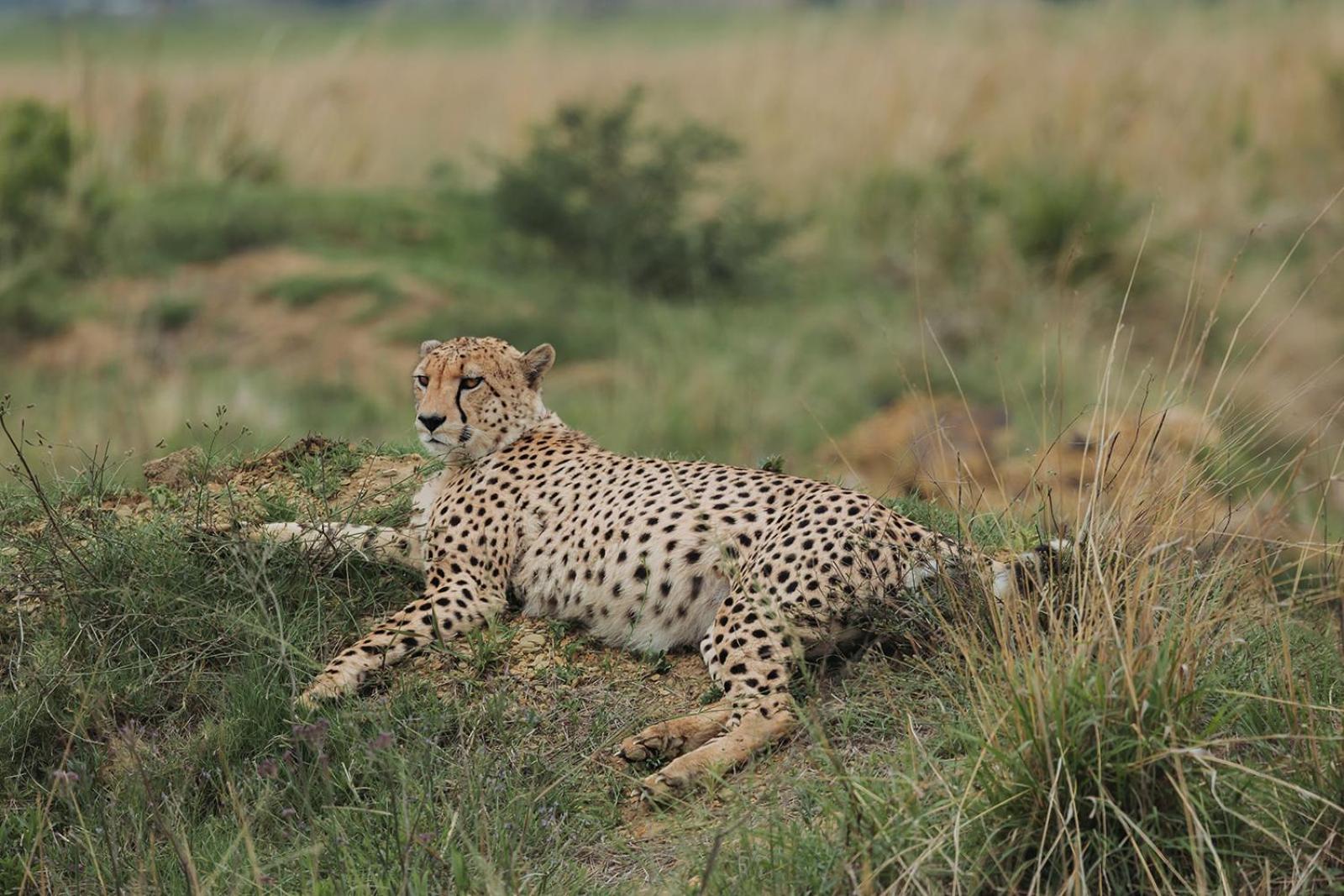 Nambiti Plains Lodge Ladysmith Eksteriør bilde