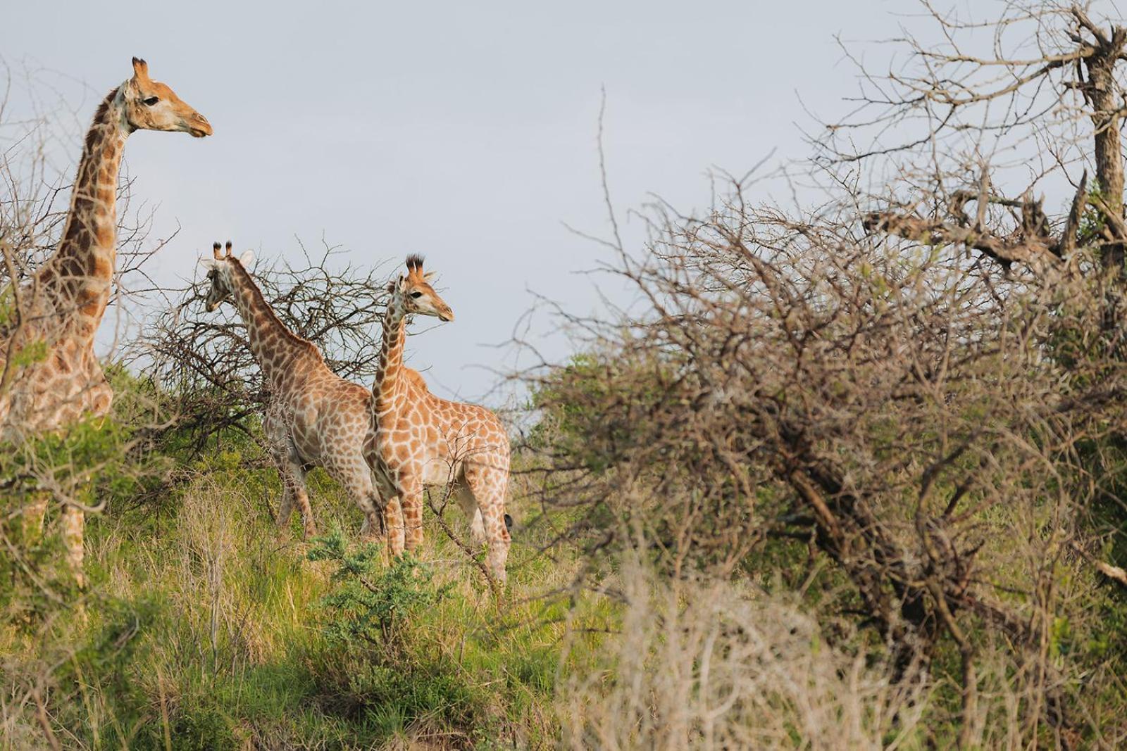 Nambiti Plains Lodge Ladysmith Eksteriør bilde