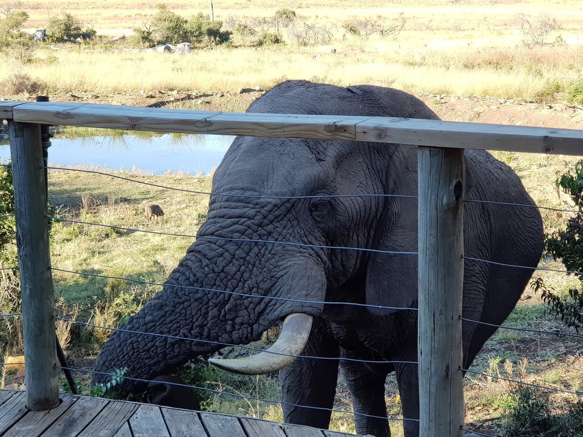 Nambiti Plains Lodge Ladysmith Eksteriør bilde