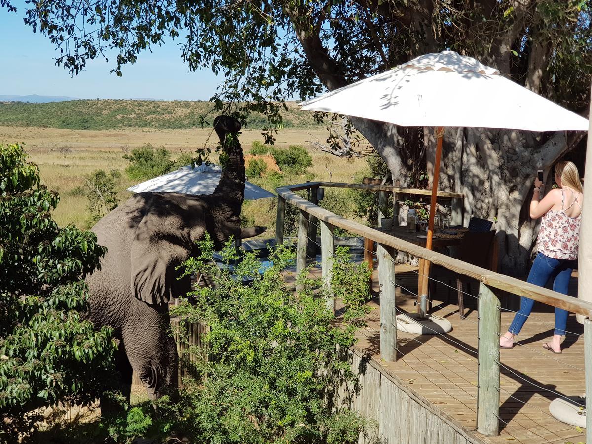 Nambiti Plains Lodge Ladysmith Eksteriør bilde
