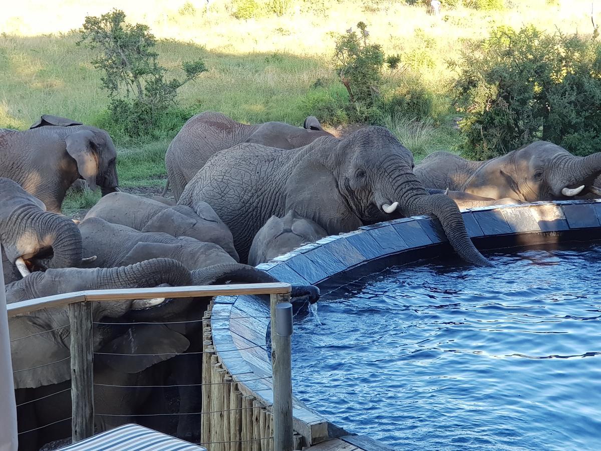 Nambiti Plains Lodge Ladysmith Eksteriør bilde